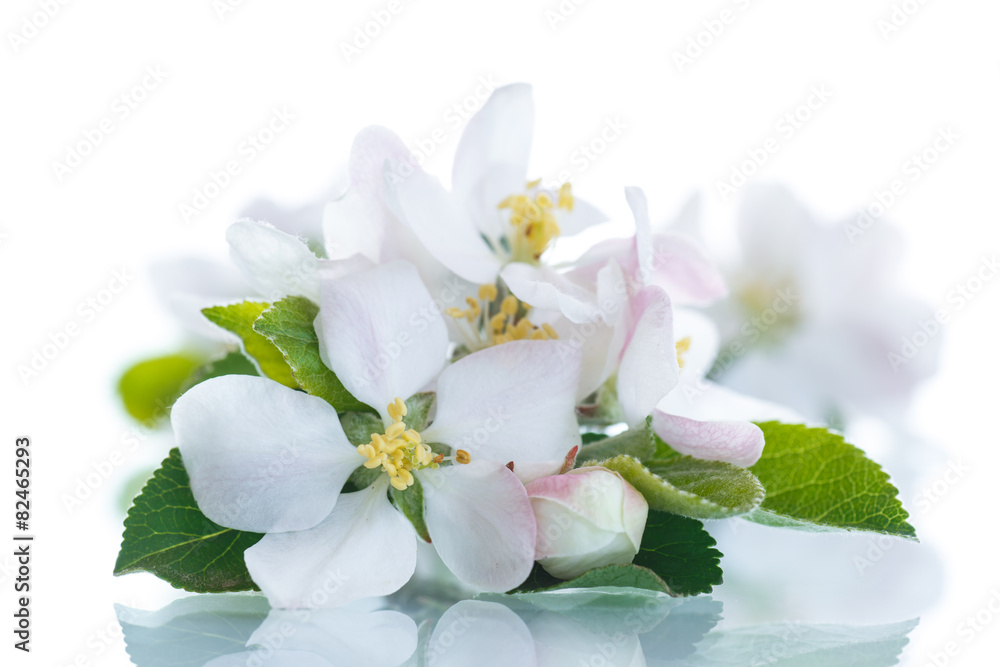 apple blossom apple blossom