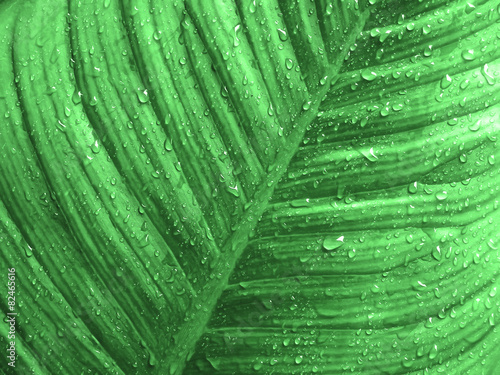 Waterdrop on a leaf
