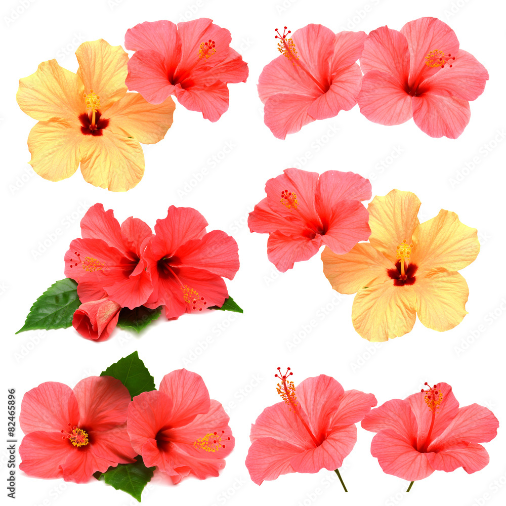 Collection of colored hibiscus with leaves Collection of colored hibiscus with leaves