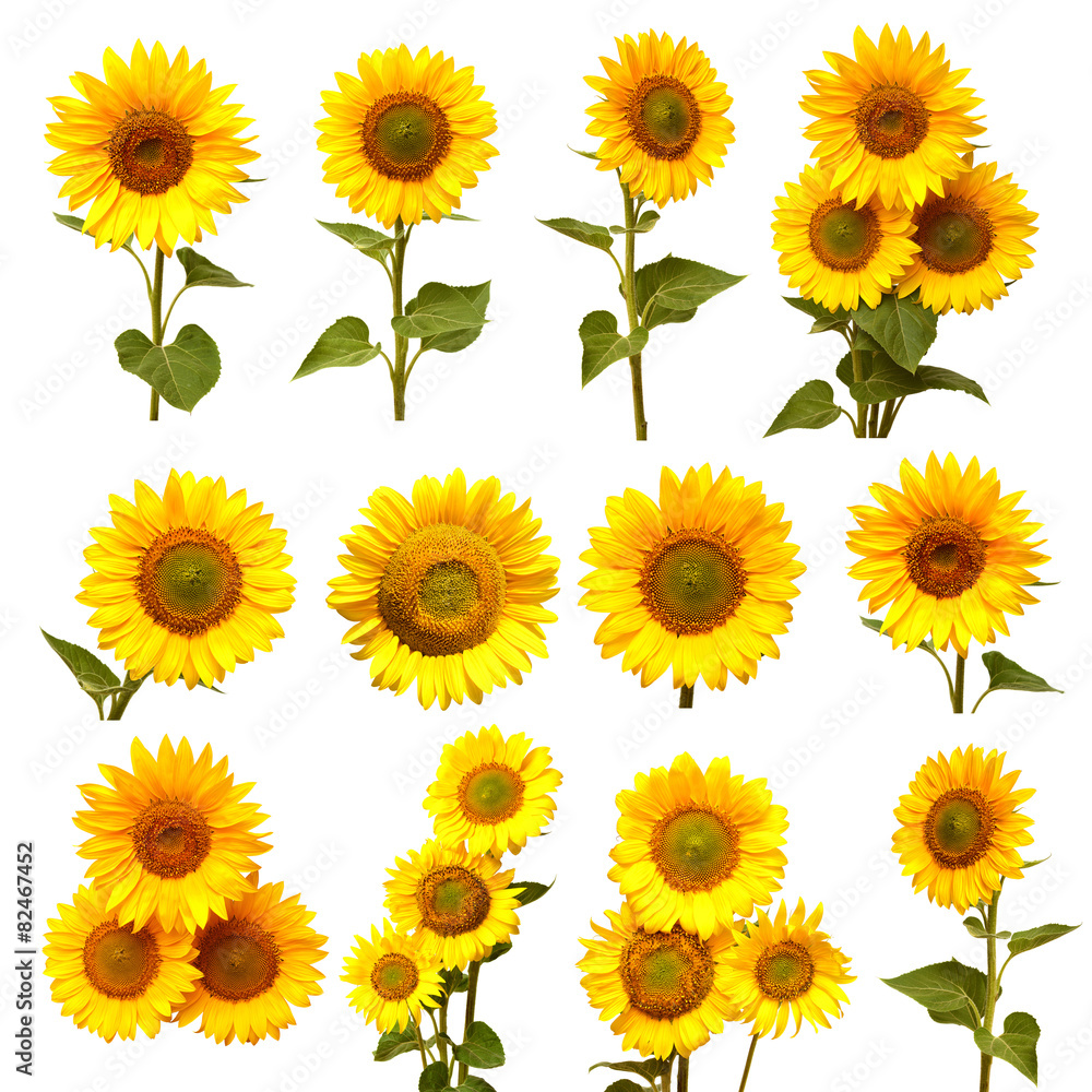 Obraz premium Sunflowers collection