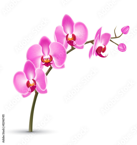 Fototapeta Naklejka Na Ścianę i Meble -  Branch of pink orchid isolated on white background