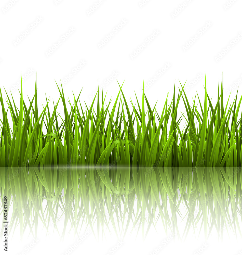 Green grass lawn with reflection on white. Floral nature spring - obrazy, fototapety, plakaty 