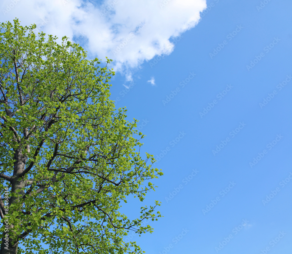 Fototapeta premium 青空・木