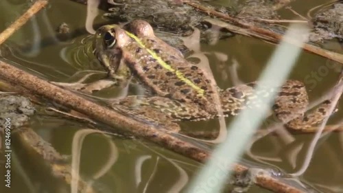 Frosch