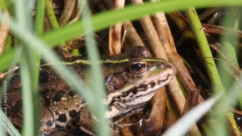 Frosch Frosch