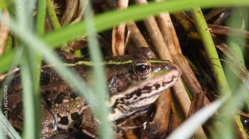 Frosch