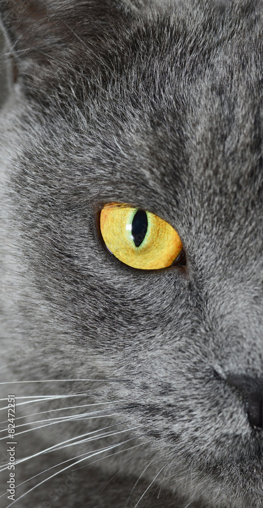 British shorthair cat detail (British Blue cat)