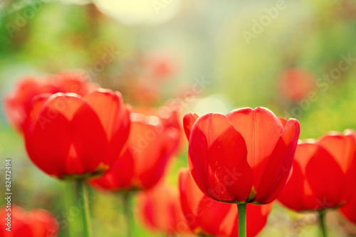 Blooming red tulips in the spring