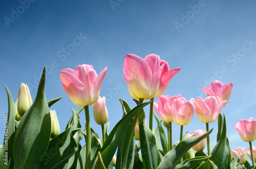 Beautiful flowers tulips against the sky  relaxation  meditation