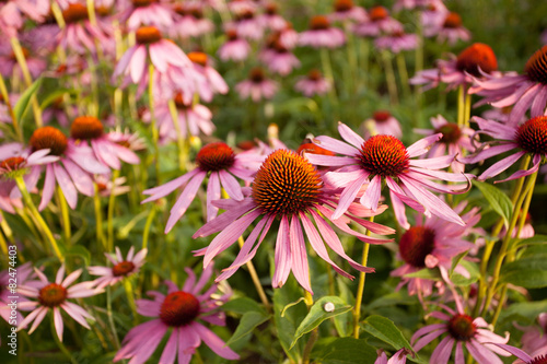 Cone flowers