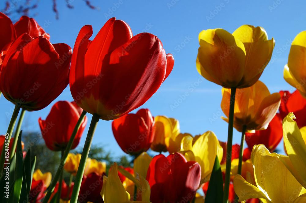 Obraz premium Bunte Tulpen im Garten