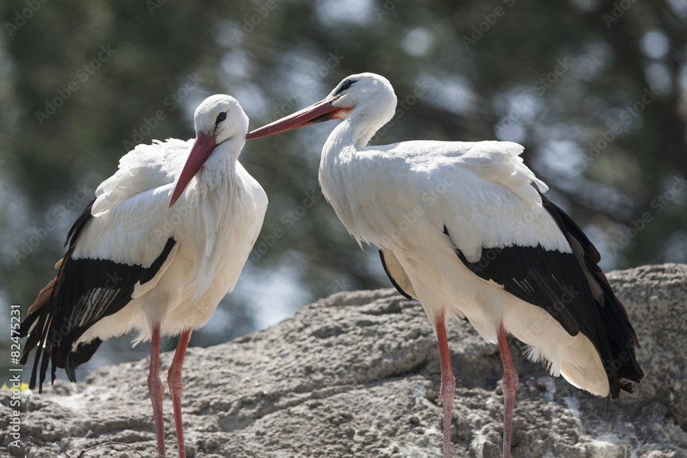 Naklejka premium storks in the farn
