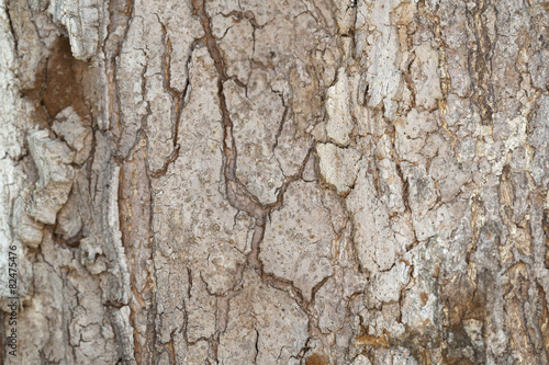 Swedish whitebeam, Sorbus intermedia bark texture