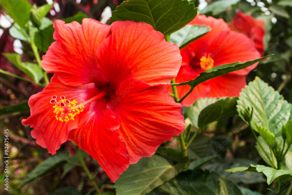 Chinesischer Roseneibisch Chinesischer Roseneibisch