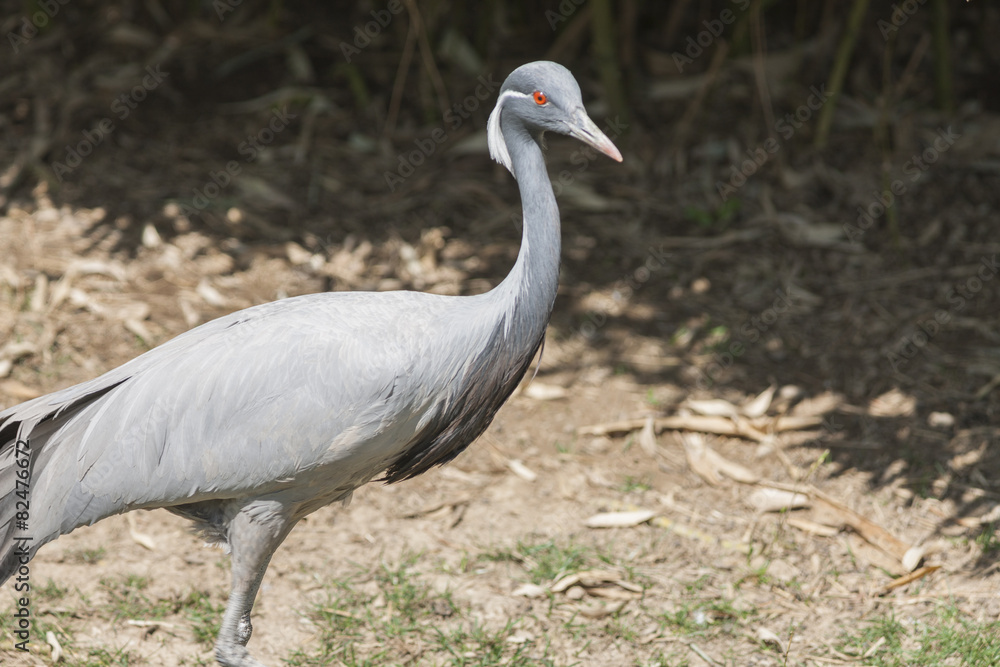 Obraz premium Chilean Flamingo in the farm