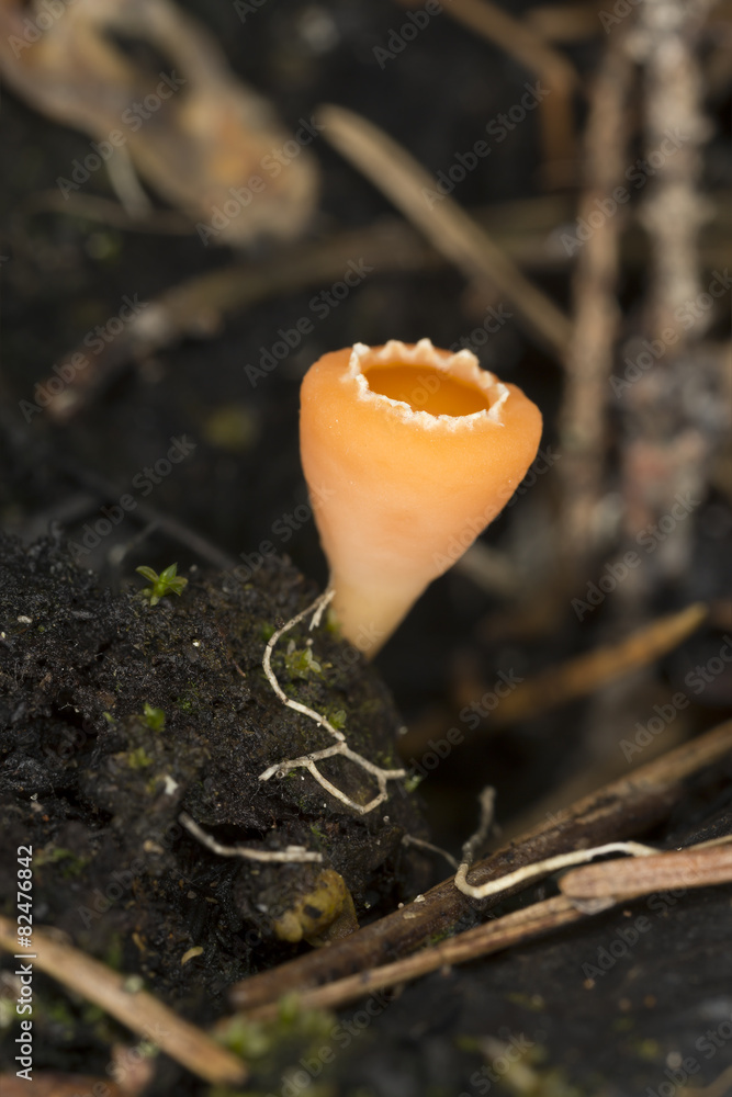 Charcoal loving elf-cup, Geopyxis carbonaria Stock Photo | Adobe Stock