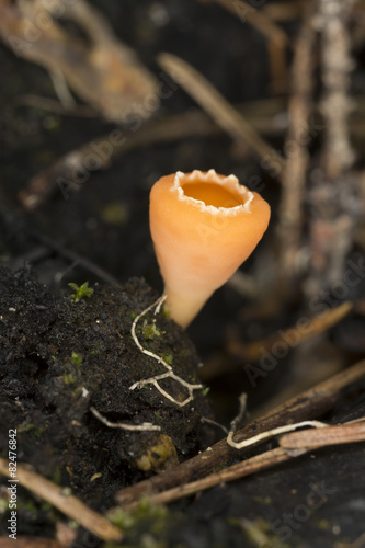 Charcoal loving elf-cup, Geopyxis carbonaria photo