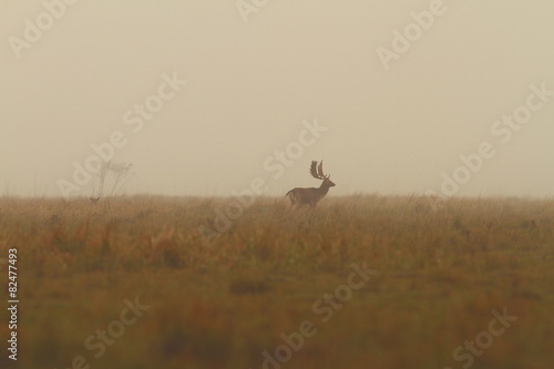beautiful morning landscape with fallow deer buck