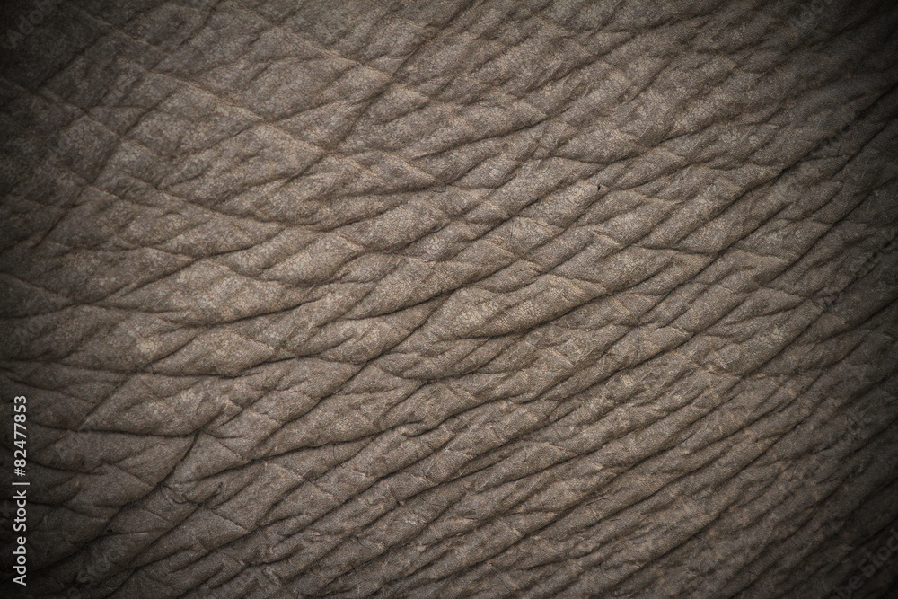 elephant skin texture elephant skin texture
