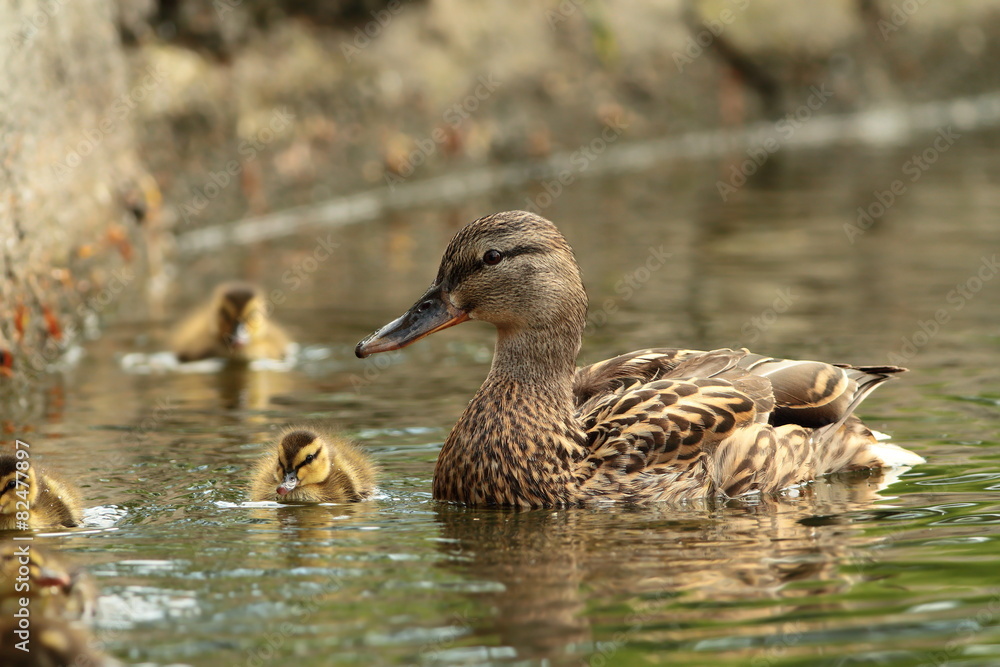 female mallard duck with offspring female mallard duck with offspring