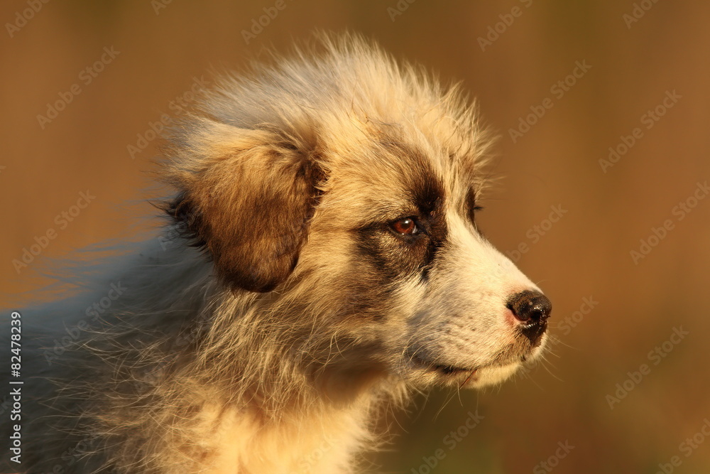 puppy of a sheperd dog portrait