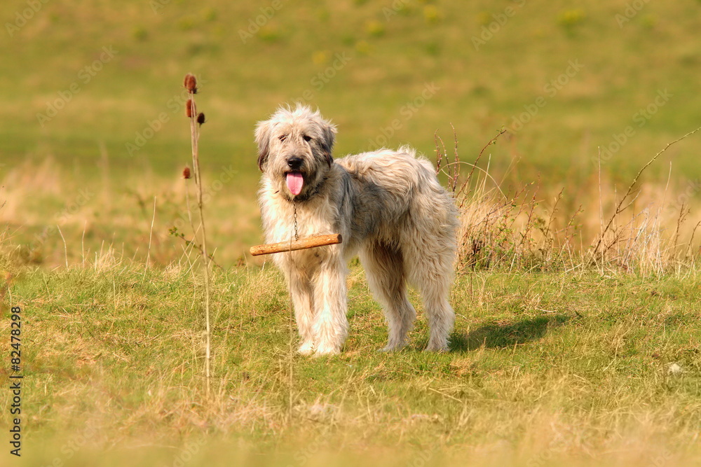 romanian white shepherd dog