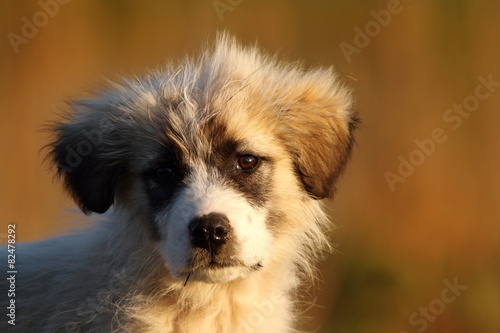 Foto romanian shepherd puppy portrait
