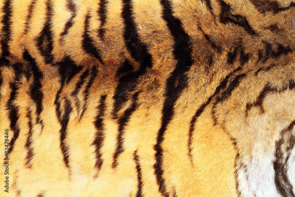 textured real tiger pelt textured real tiger pelt