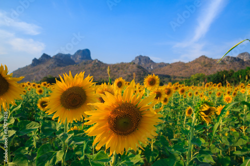 field of blooming sunflowers on blue sky background