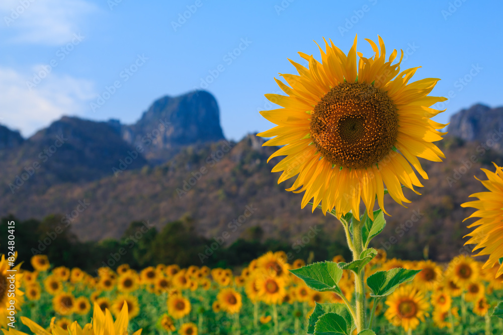 Field of sunflowers, Summer landscape