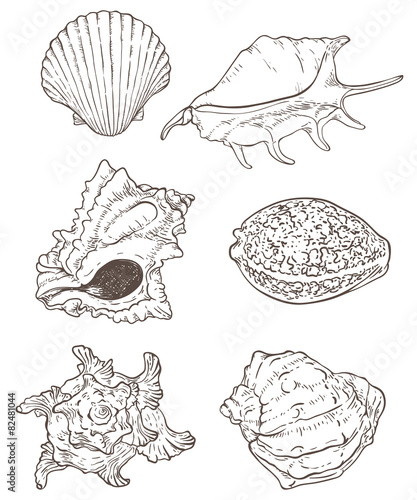 Set of sea shells