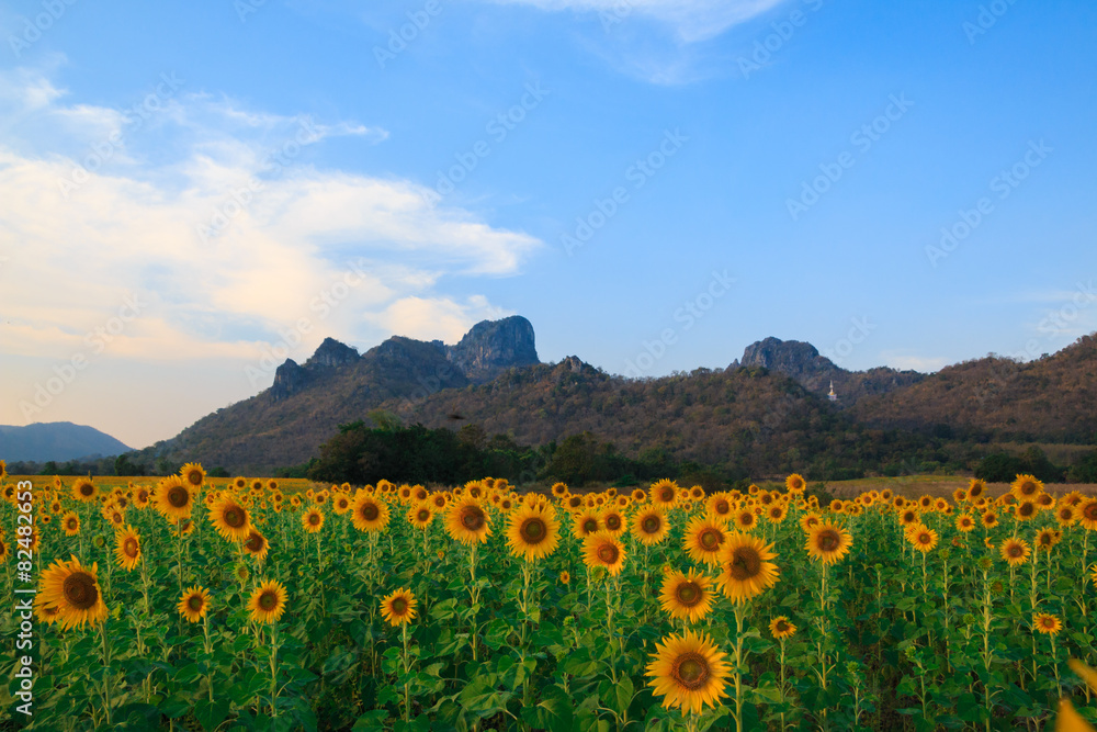 Beautiful landscape with sunflower field Beautiful landscape with sunflower field