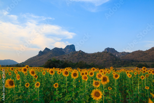 Beautiful landscape with sunflower field