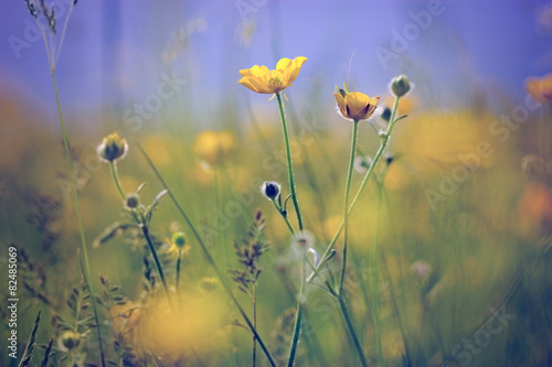 Fototapeta Naklejka Na Ścianę i Meble -  Little yellow meadow flowers - buttercup