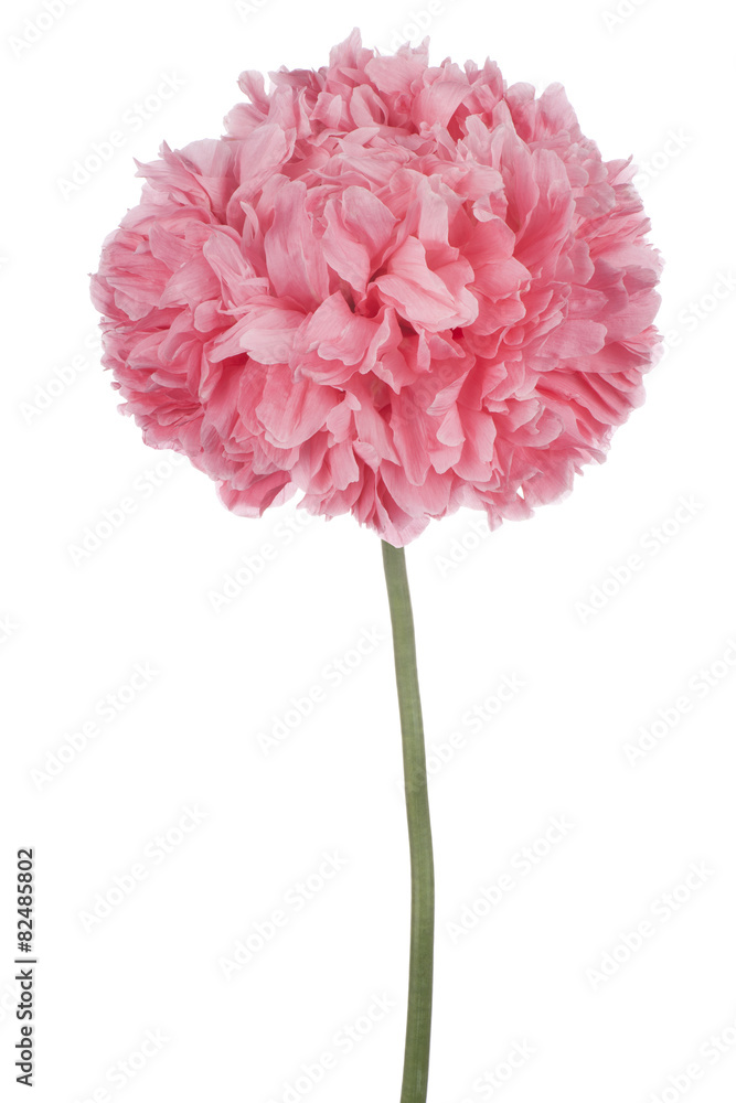 Fototapeta premium poppy