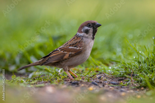 Alerted Tree sparrow
