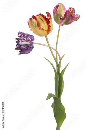 Fototapeta Naklejka Na Ścianę i Meble -  tulip