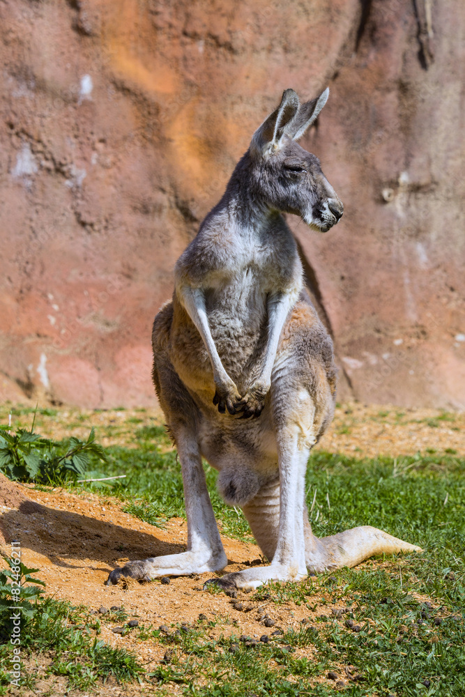 adult female Red Kangaroo, Megaleia rufa,