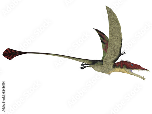 Eudimorphodon over White photo