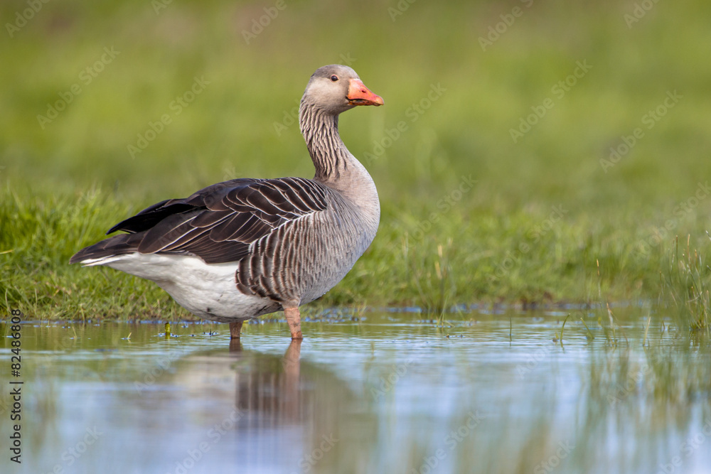 Greylag goose walking in shallow water Greylag goose walking in shallow water