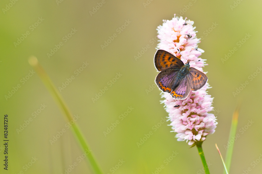 Fototapeta premium Violet copper in germany