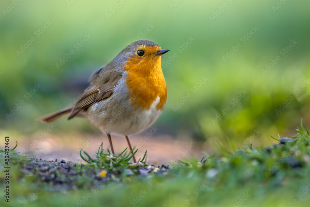 Robin foraging on the ground