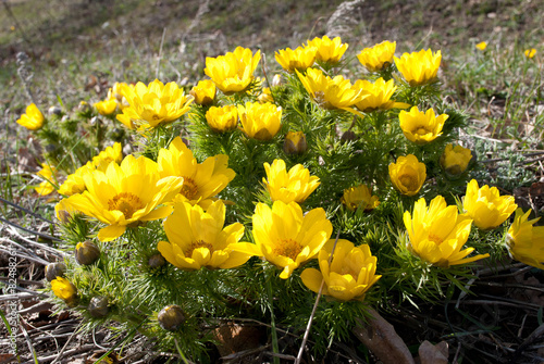 Fotografie Adonis vernalis 6