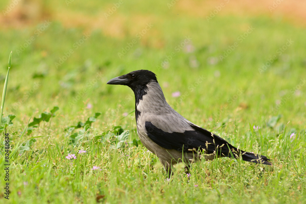 Obraz premium cornacchia grigia (Corvus cornix) su prato