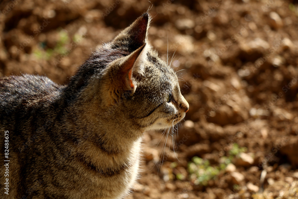 Obraz premium Brown tabby cat in the garden, head close-up.