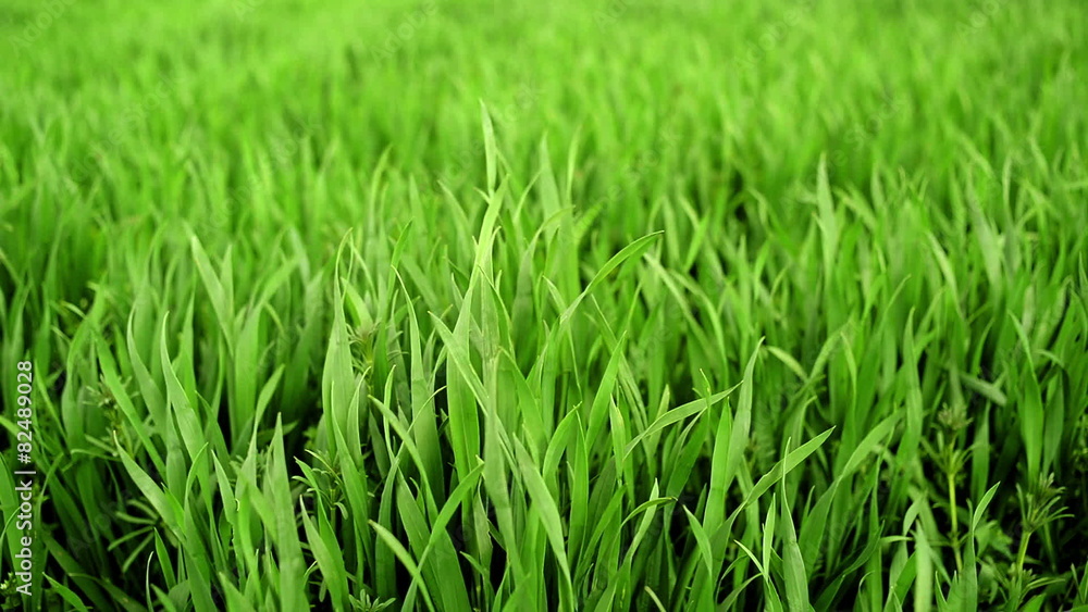 Green Wheat Sprouts Field in Agricultural cultivated field Green Wheat Sprouts Field in Agricultural cultivated field