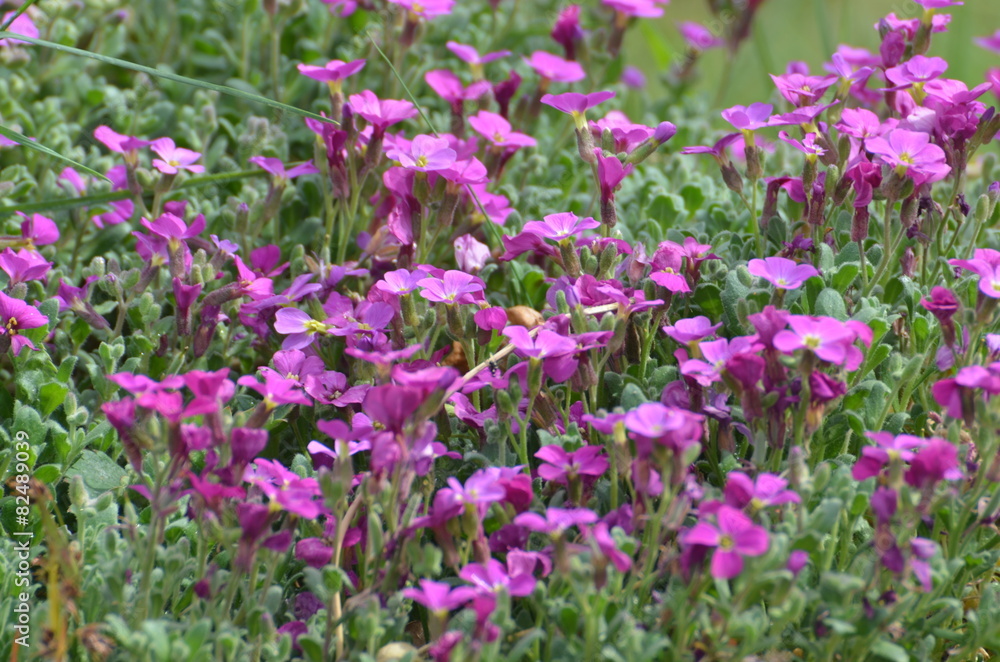 Naklejka premium Fleur de décoration