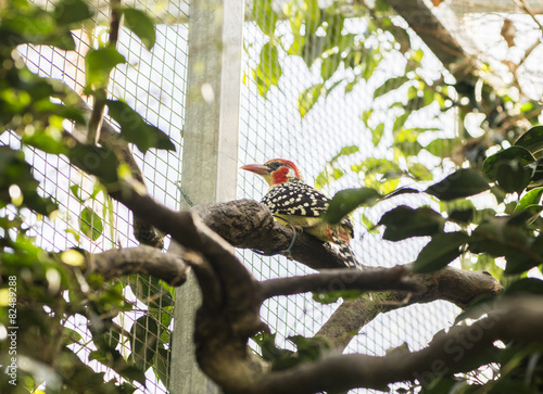 Bearded cabecirrojo, Red-and-yellow barbet photo