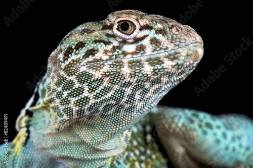 The Collared lizard (Crotaphytus collaris) is a desert predator found in Arizona and surrounding States. photo