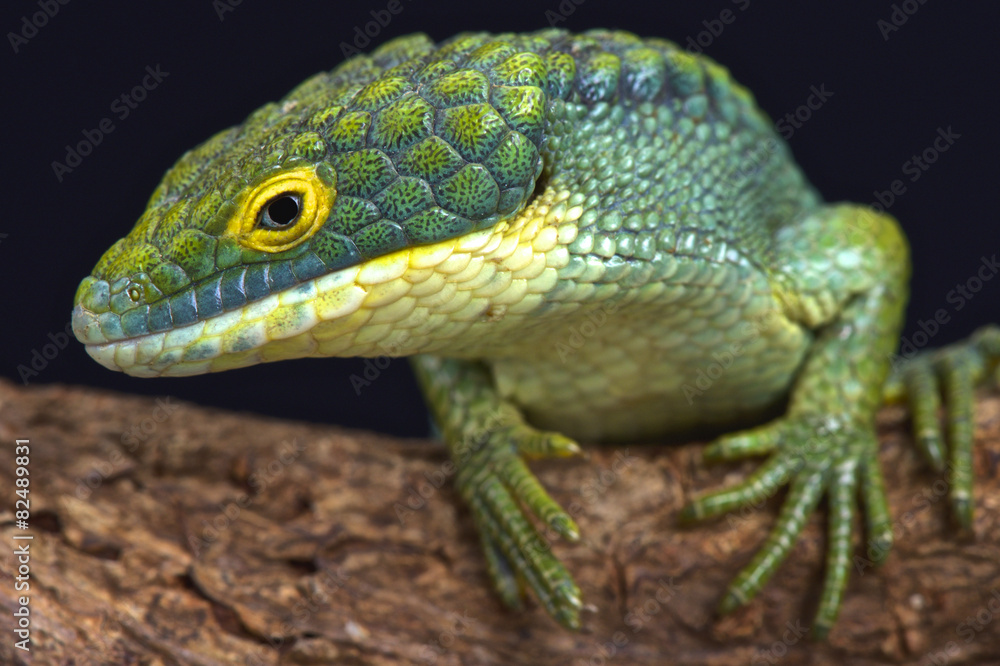 Naklejka premium Arboreal alligator lizard (Abronia graminea)